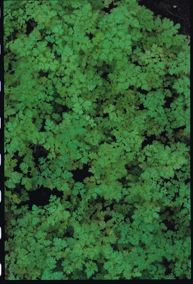 Picture of Chervil Curled